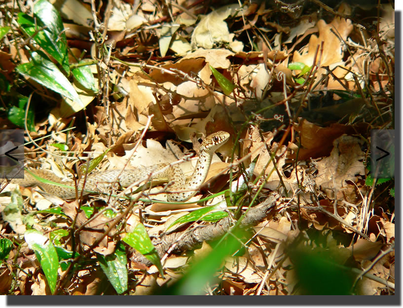 Hierophis gemonensis